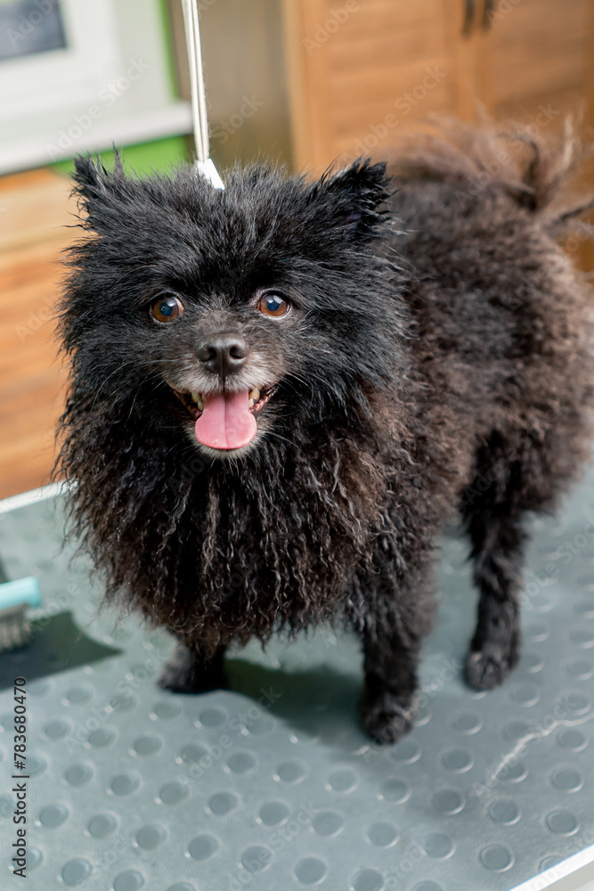 close up in a grooming salon black spitz after bathing fluffy hair awaits the groomer for drying, stands on the table