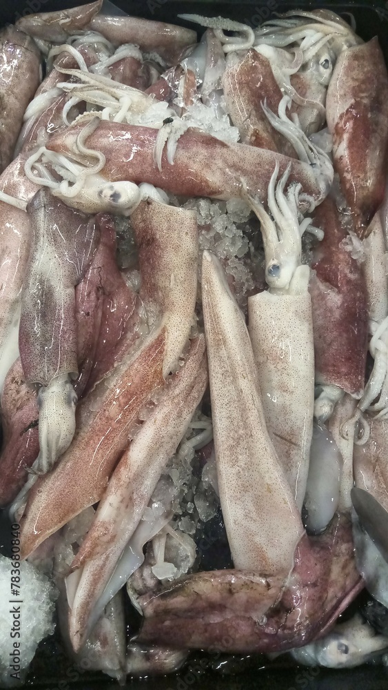 Raw squid with ice in a big tray, selling raw squid in modern market