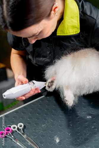 in the grooming salon a small white Spitz is washed and paws are trimmed by the groomer