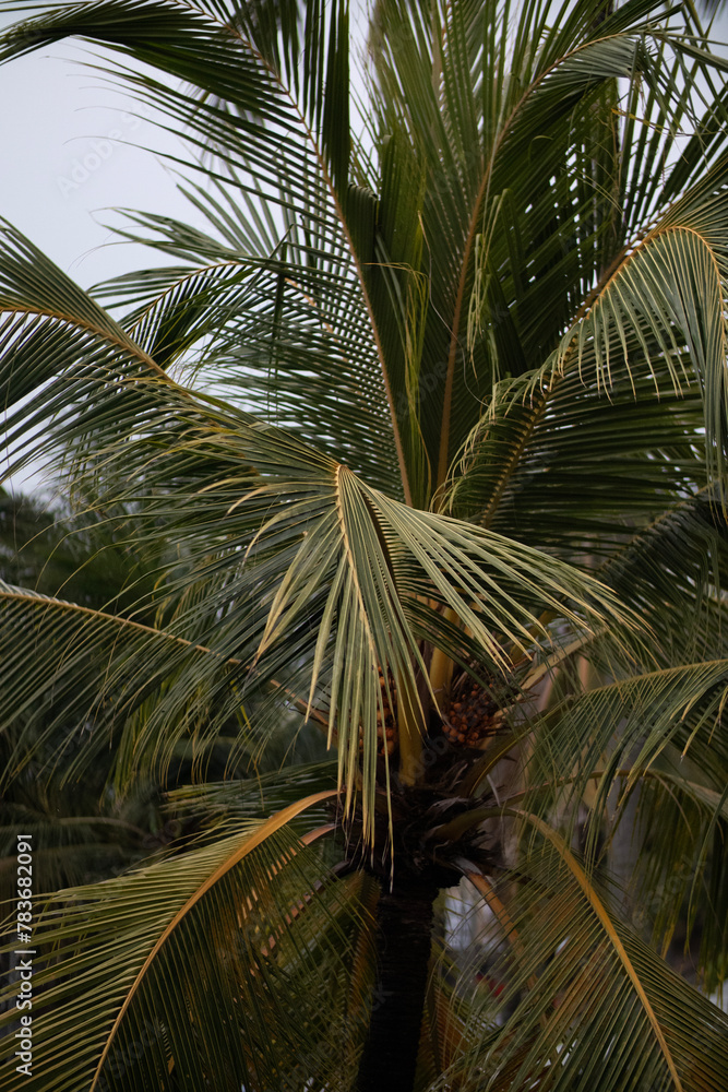 Fototapeta premium palm tree on a hot paradise island