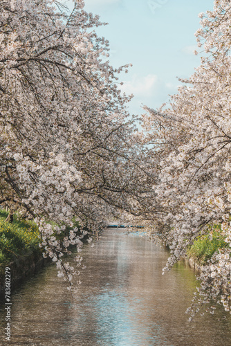 river in spring