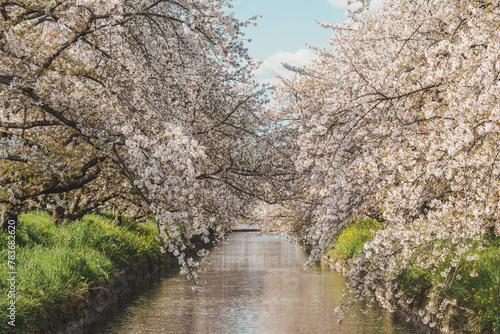 川の両岸に桜並木