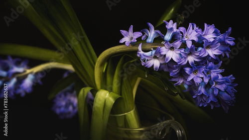 blue iris flower © Grzegorz