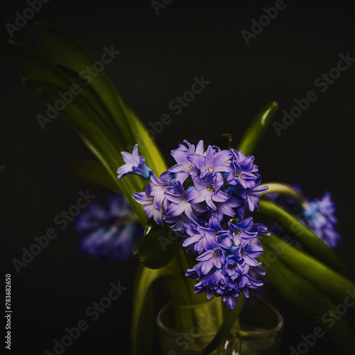 blue hyacinth flower © Grzegorz