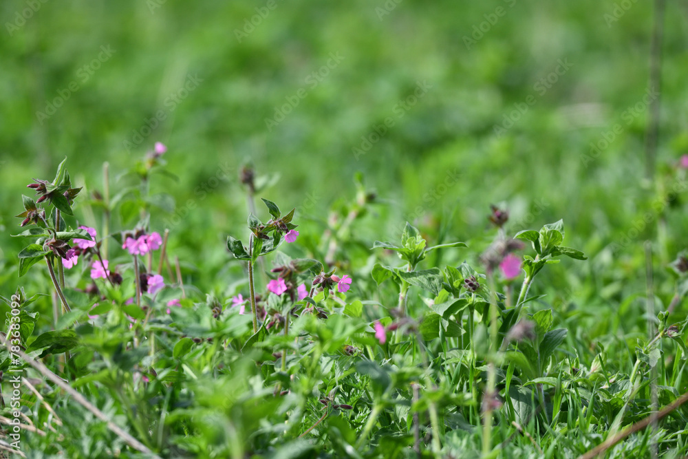 Nahaufnahme im Graswiesen Garten mit lila Blüten vor unscharfem grünem Hintergrund im Frühjahr zwischen Ostern und Pfingsten in Deutschland Nahaufnahme im Graswiesen Garten mit lila Blüten vor unscharfem grünem Hintergrund im Frühjahr zwischen Ostern und Pfingsten in Deutschland