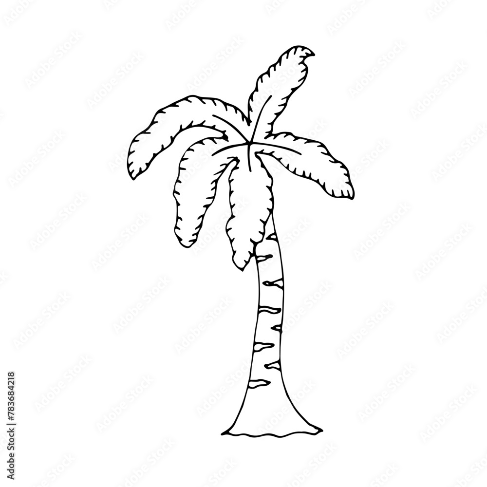 Cute big tropical palm tree with huge leaves. A tropical tree in hot