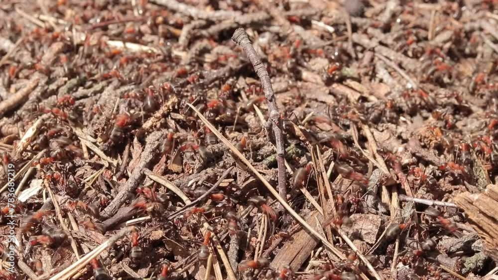 Anthill close-up, spring, ants are making their home. Forest worker ants crawl along a large anthill. Ant's nest. The anthill is teeming with ants, selective focus. Insects in a pine forest in summer Anthill close-up, spring, ants are making their home. Forest worker ants crawl along a large anthill. Ant's nest. The anthill is teeming with ants, selective focus. Insects in a pine forest in summer