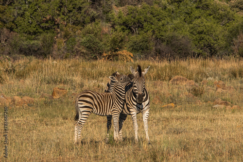 Zebra and her baby