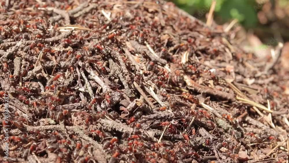 Anthill close-up, spring. Forest worker ants crawl along a large anthill. Ant's nest. The anthill is teeming with ants, selective focus. Insects in a pine forest Anthill close-up, spring. Forest worker ants crawl along a large anthill. Ant's nest. The anthill is teeming with ants, selective focus. Insects in a pine forest