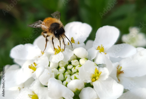 Erdbiene auf einer weissen Blüte