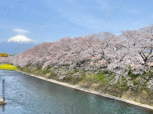 The cherry blossoms have fully bloomed