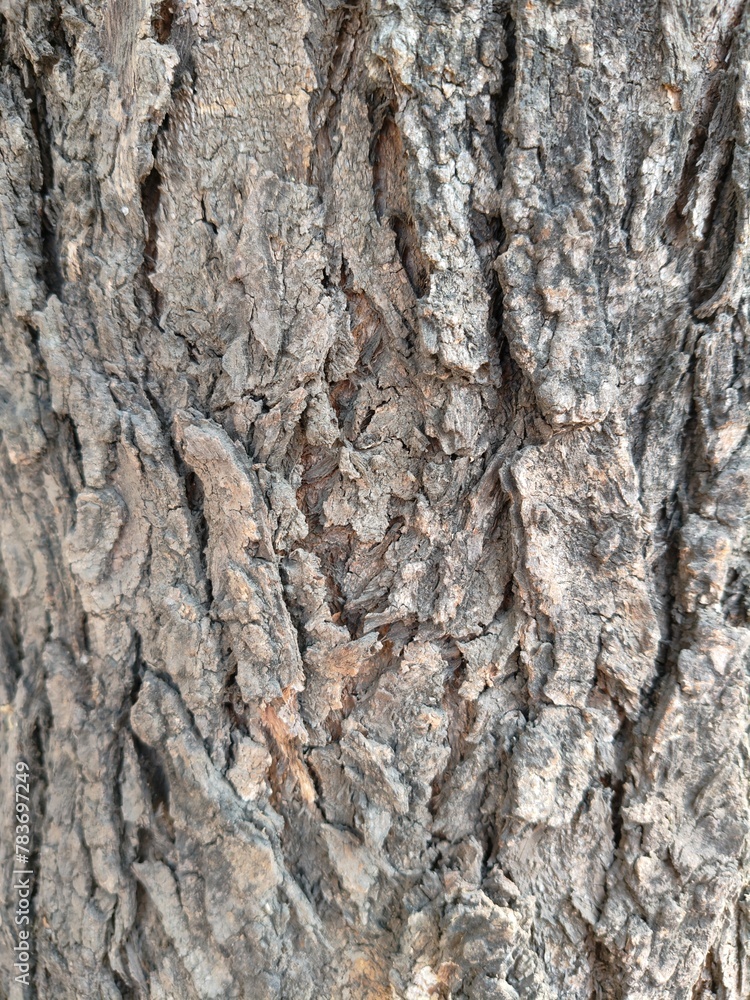 Wood Texture background wooden background plywood trunk texture