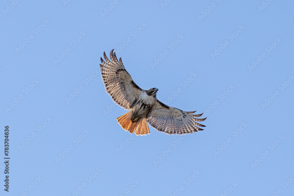 Fototapeta premium red tail hawk