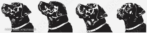 Four vector images of a dog