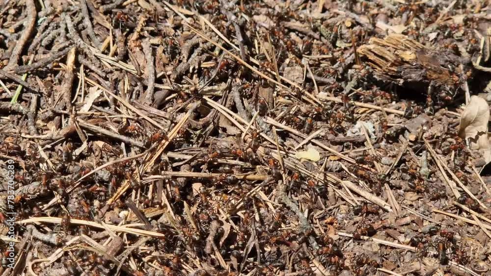 Anthill close-up, spring. Forest worker ants crawl along a large anthill. Ant's nest. The anthill is teeming with ants, selective focus. Insects in a pine forest Anthill close-up, spring. Forest worker ants crawl along a large anthill. Ant's nest. The anthill is teeming with ants, selective focus. Insects in a pine forest
