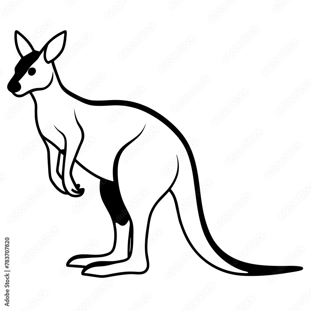 kangaroo illustration kangaroo illustration