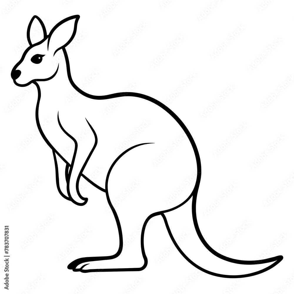 kangaroo illustration kangaroo illustration