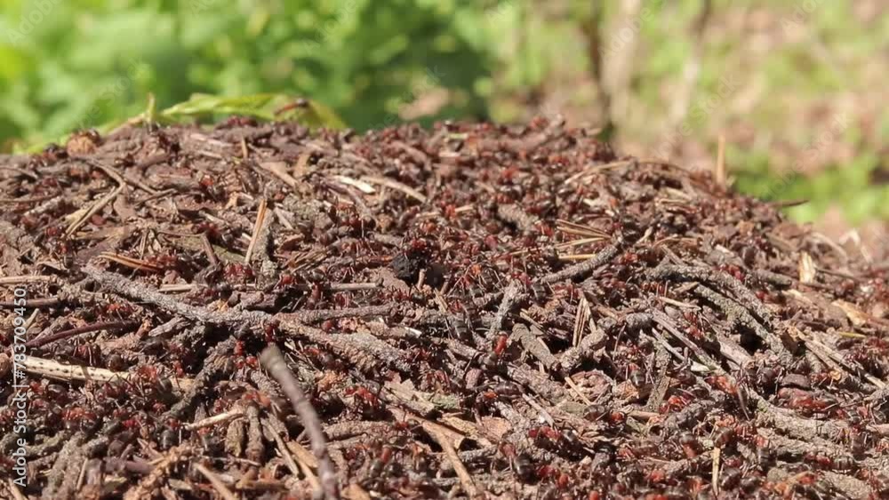 Teeming Insects Anthill close-up, spring. Forest worker ants crawl along a large ...