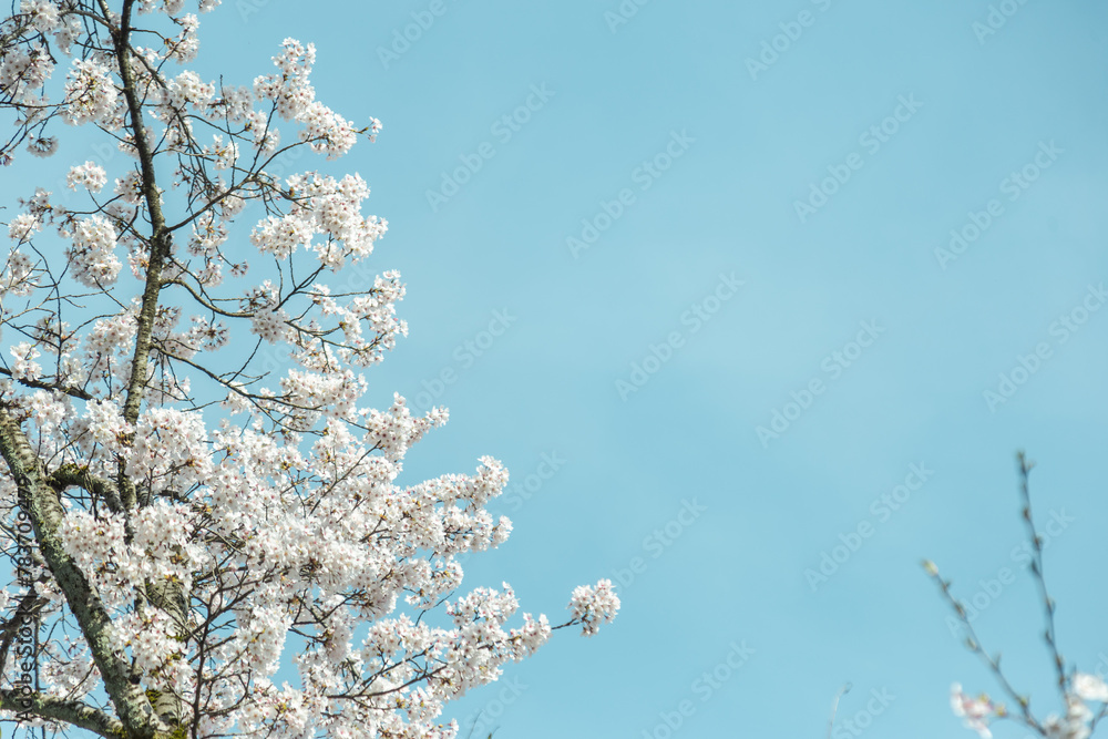 青空の下満開に咲いた桜の花