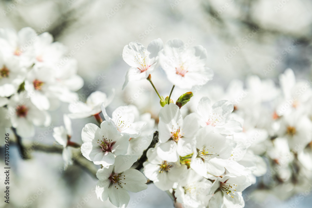 青空の下満開に咲いた桜の花 青空の下満開に咲いた桜の花