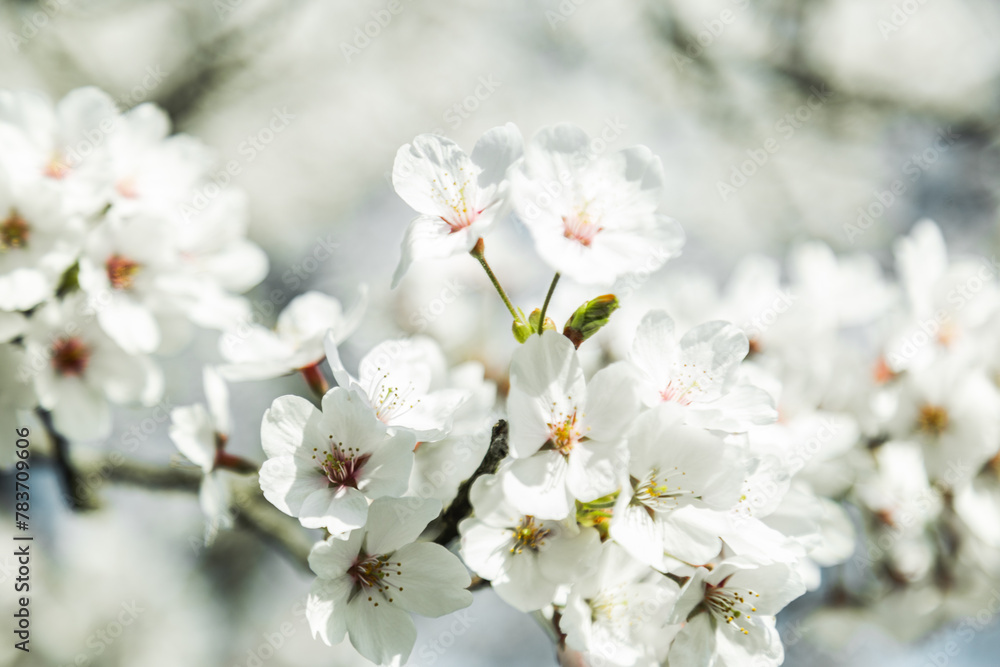 青空の下満開に咲いた桜の花