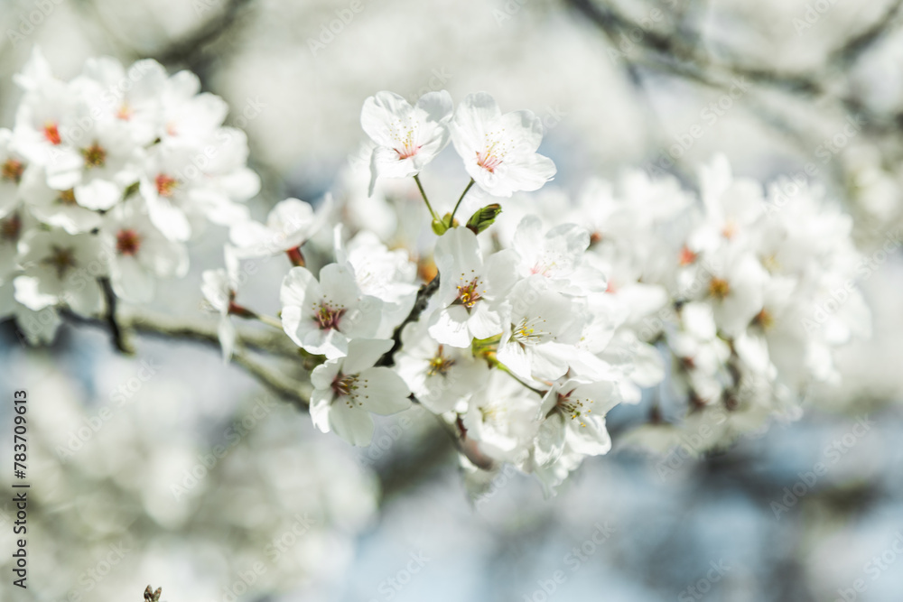 青空の下満開に咲いた桜の花 青空の下満開に咲いた桜の花