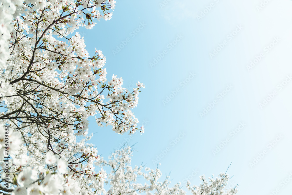 青空の下満開に咲いた桜の花