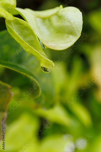 vue macro d'une goutte d'eau prête à tomber d'une feuille verte