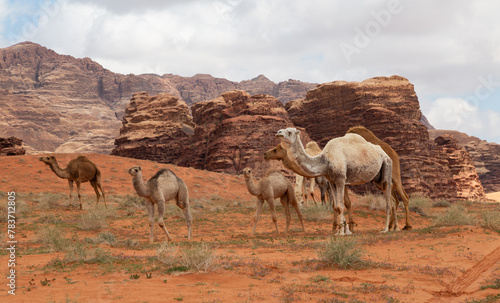 Mars on earth, the vast desert of Wadi Rum 