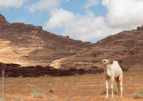Mars on earth, the vast desert of Wadi Rum 