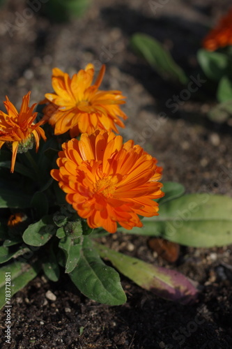 花壇に咲く花びらが重なるオレンジ色の花 © Enriqecido