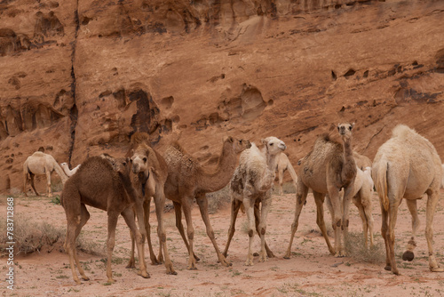 Mars on earth, the vast desert of Wadi Rum 