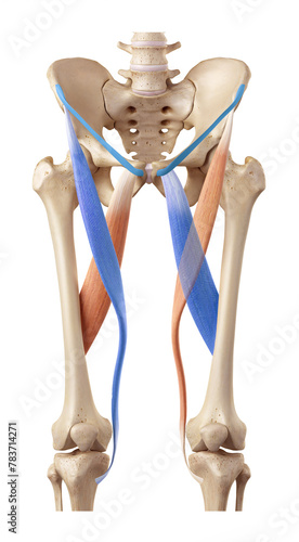 Femoral Triangle Boundaries - sartorius, adductor longus, inguinal ligament