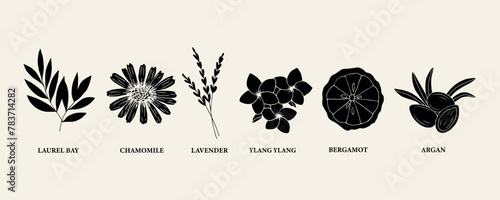 Flat vector essential oil plants and flowers photo