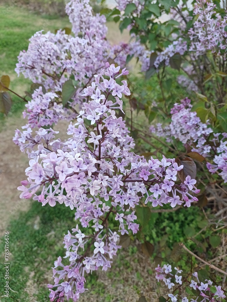 보라꽃 보라꽃