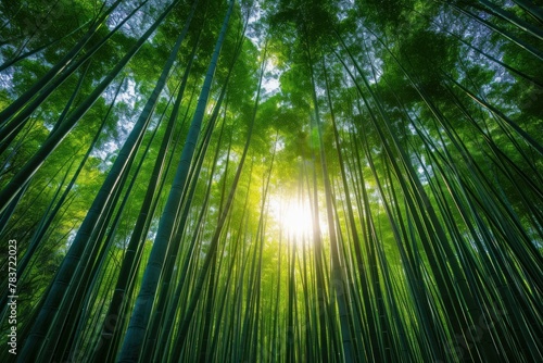 Sunlit Bamboo forest daylight. Plant place. Generate Ai