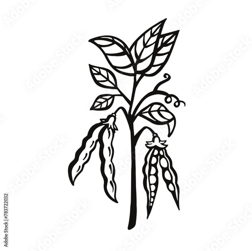 Branch of soybean, pea bean bears fruit, vector outline illustration.