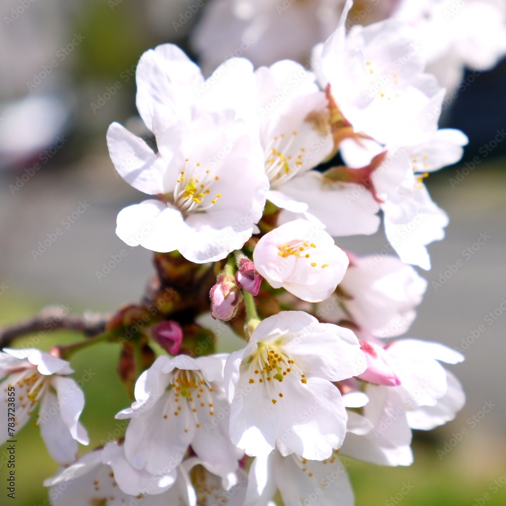 日本の満開の桜の花 日本の満開の桜の花