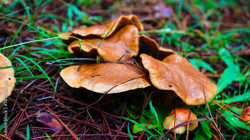 Slippery cow Mushroom. Australian forest Mushrooms Slippery cow Mushroom. Australian forest Mushrooms