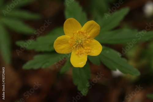 Yellow wood anemone © Tomas