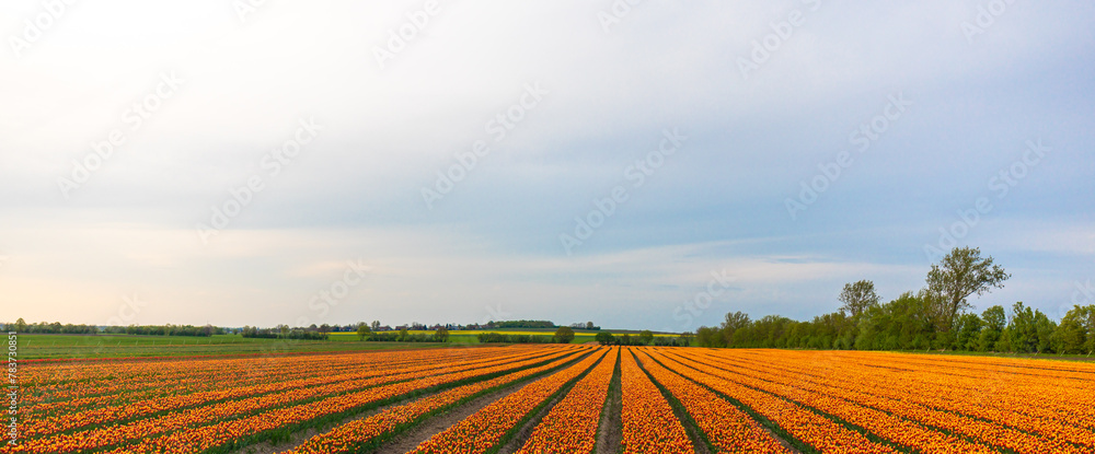 Tulpe auf einem Feld zur Zucht in Reihe gepflanzt