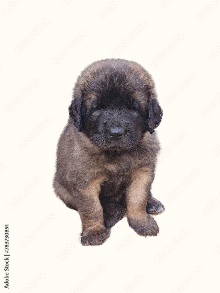 The Leonberger puppy sitting The Leonberger puppy sitting