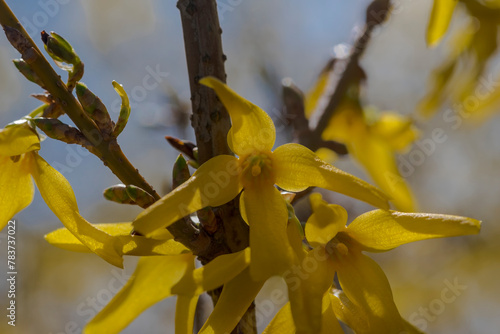 Żółte kwiaty forsycji (Forsythia Vahl). Pięknie kwitnący wiosenny krzew ozdobny. Zieleń miejska w marcowy poranek.
