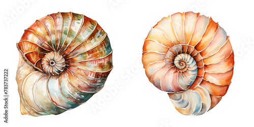 set of two clipart spiral seashells watercolor illustration isolated on transparent background