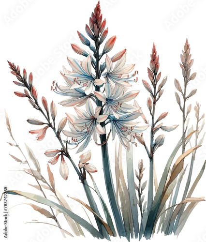 asphodel flower in watercolor style photo