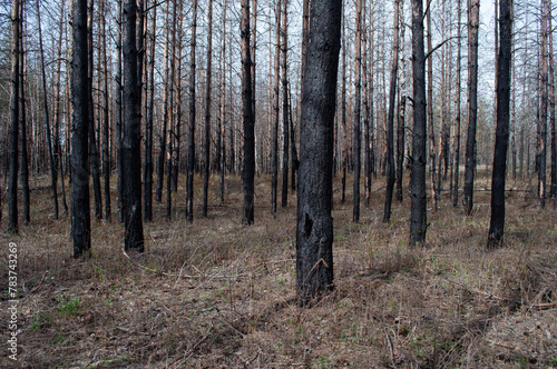 Fototapeta Naklejka Na Ścianę i Meble -  Black burnt pine tree trunks after forest fire