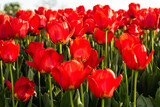 Colors of spring - blossoming red tulips in the garden