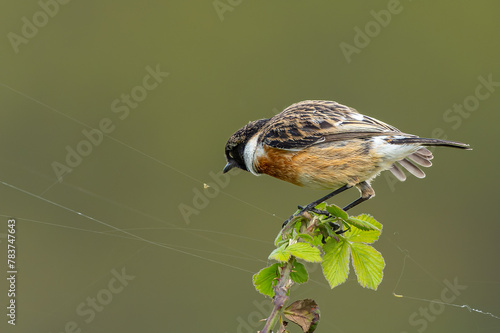 Male Stonechat about to catch a small worm on a spider web with a beautiful Bokeh background in Richmond Park photo