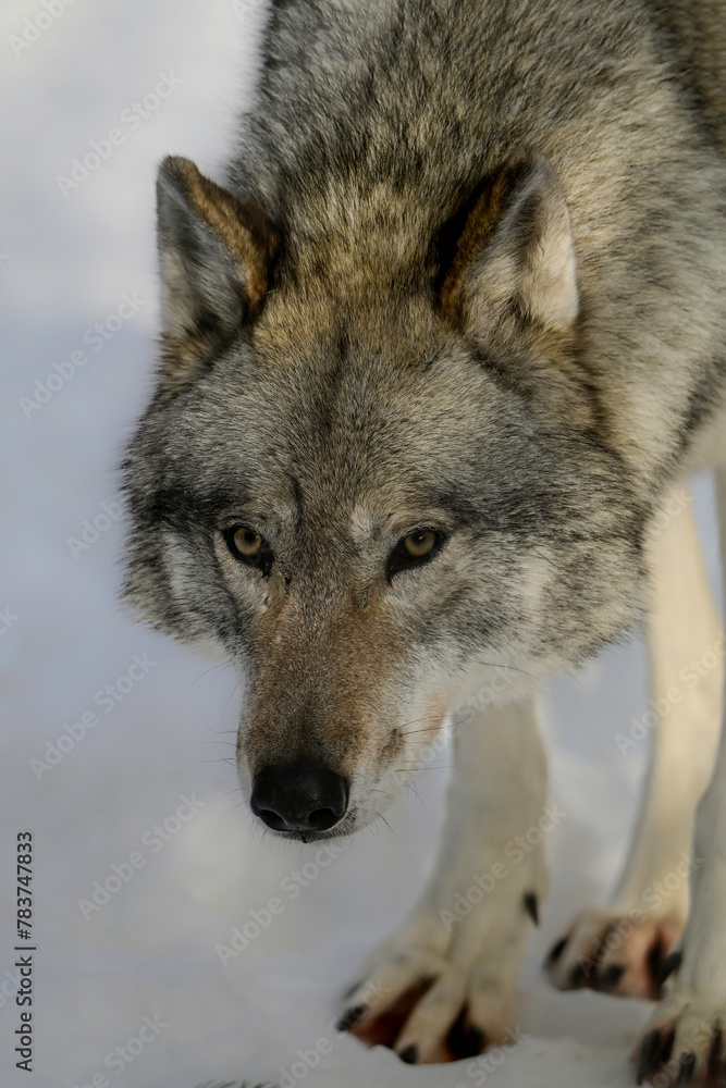 Fototapeta premium Close up portrait of a Timber Wolf walking in snow