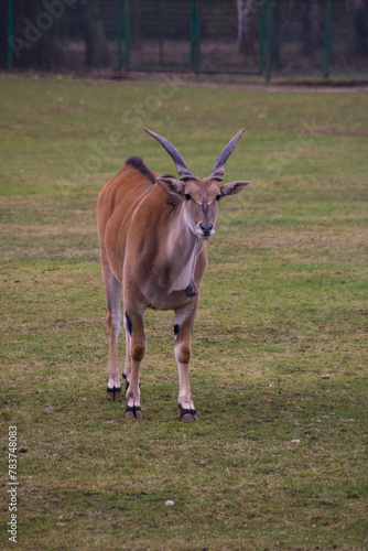 Fototapeta Naklejka Na Ścianę i Meble -  Eland zwyczajny
